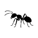 Ants