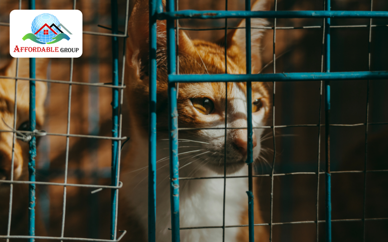 Stray Cat Control